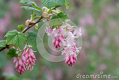 Flowering currant Ribes sanguineum, pending racemes of flowers Stock Photo